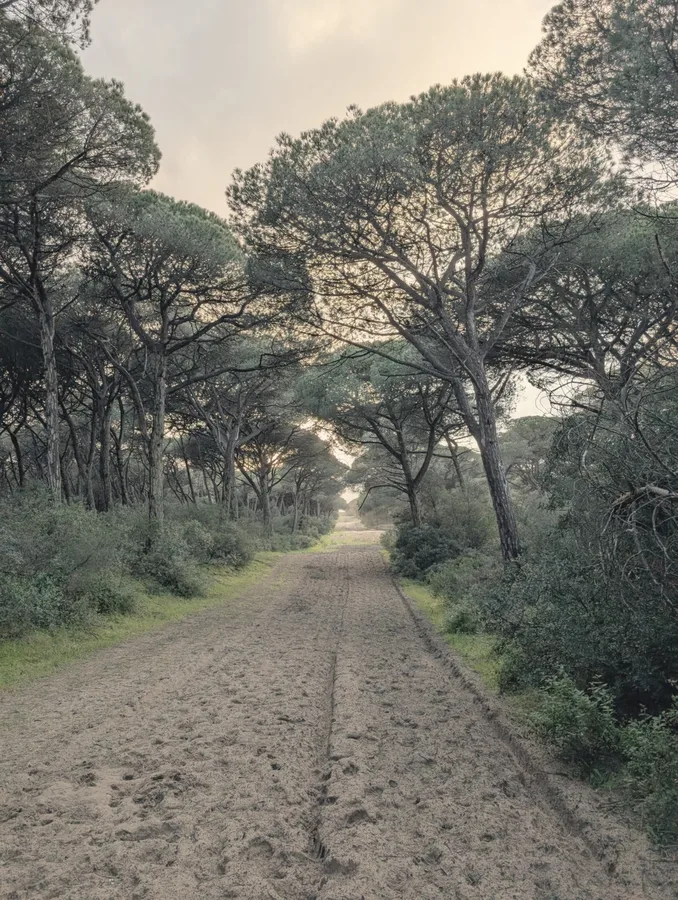 Path through the pines